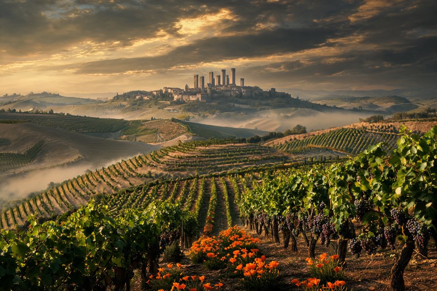 Grappoli di Vernaccia e fiori di zafferano nelle colline intorno a San Gimignano: i sapori medievali della Toscana con le torri sullo sfondo